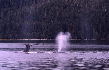 Picture of a humpback whale