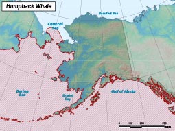 Humpback Whale range map