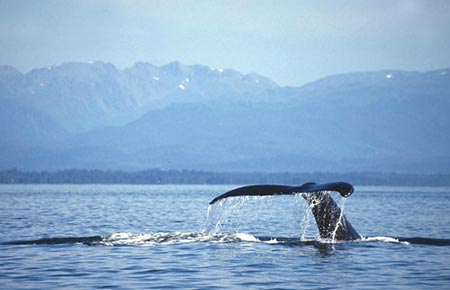 Photo of a Humpback Whale