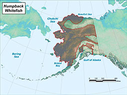 Humpback Whitefish range map