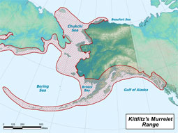 Kittlitz's Murrelet range map
