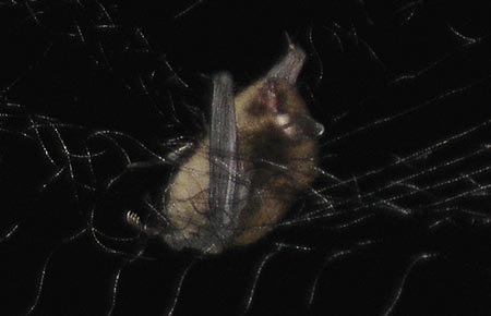Photo of a Little Brown Bat
