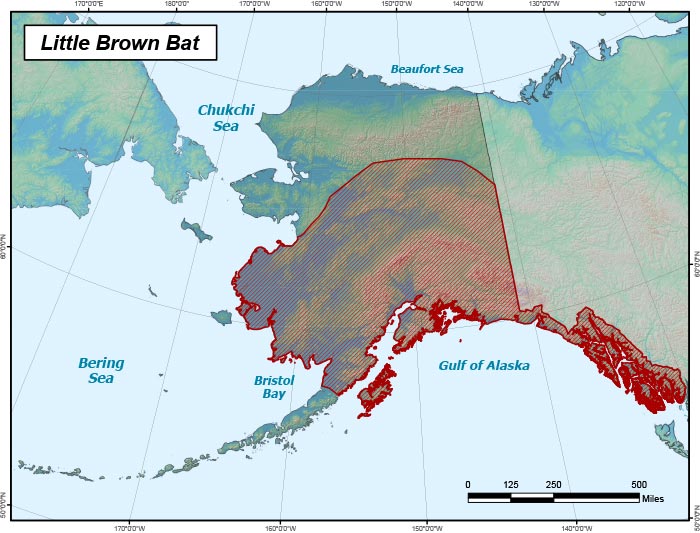 Range map of Little Brown Bat in Alaska
