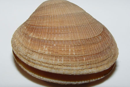 clam adaptations