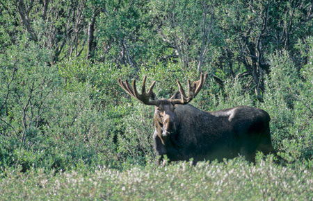 Photo of a Moose