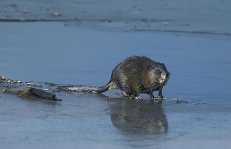 Picture of a Muskrat