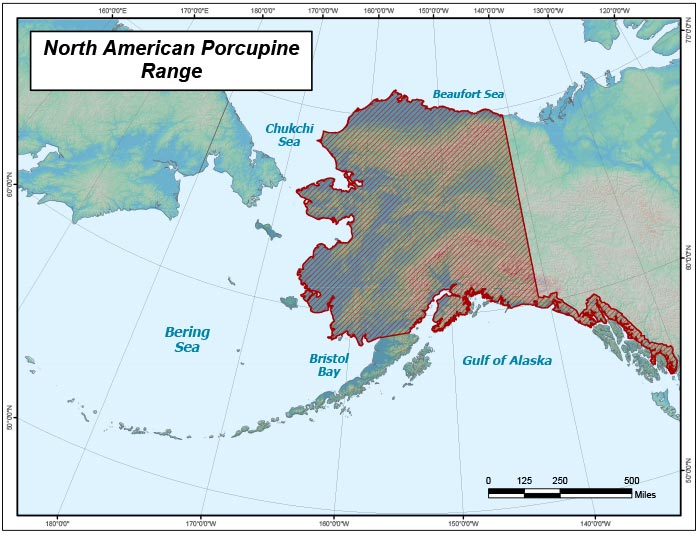 north american porcupine range