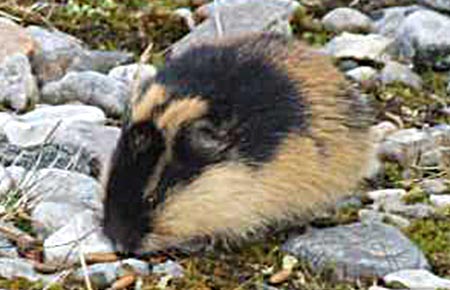 Northern Collared Lemming Species Profile, Alaska Department of Fish and  Game