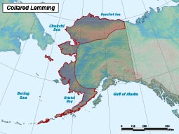 Northern Collared Lemming range map