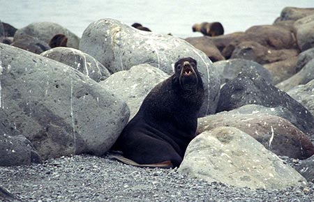 Picture of a Northern Fur Seal