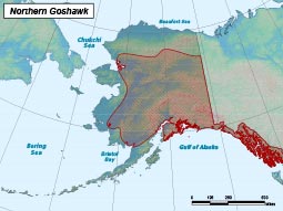 Northern Goshawk range map