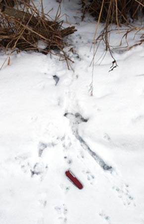 Image of Northern Red-backed Vole tracks