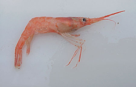 Atlantic Northern Shrimp