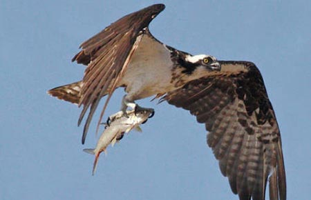 Photo of a Osprey