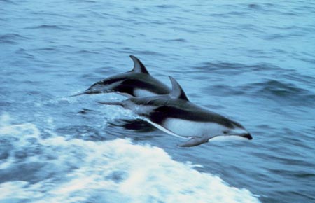Picture of a Pacific White-sided dolphin