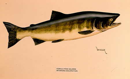 Photo of a Pink Salmon