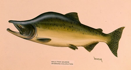 Pink Salmon Species Profile, Alaska Department of Fish and Game
