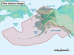 Pink Salmon range map