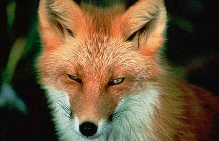 Picture of a Red Fox