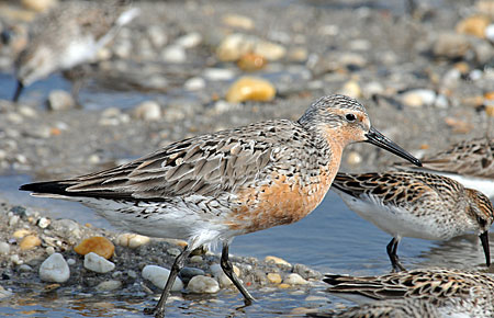 Photo of a Red Knot