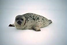 Photo of a Ringed Seal