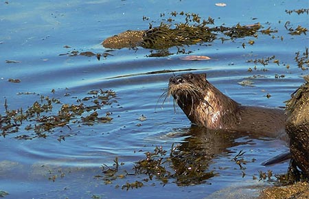 Picture of a river otter