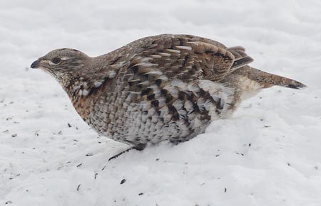 Picture of a Ruffed Grouse