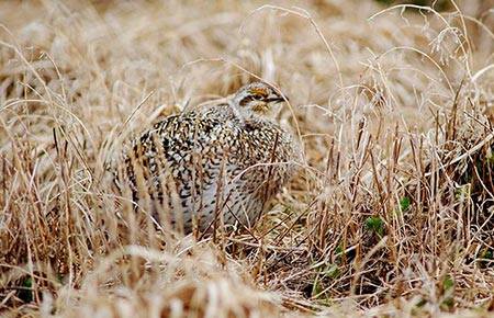 Photo of a Sharp-tailed Grouse