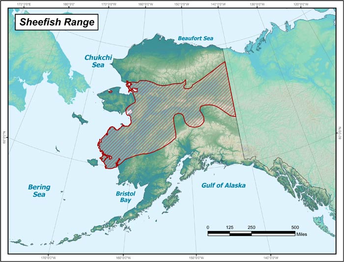 Range map of Sheefish in Alaska