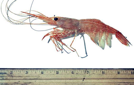Watch: How to Use a Whole Alaska Side Stripe Shrimp - Eater
