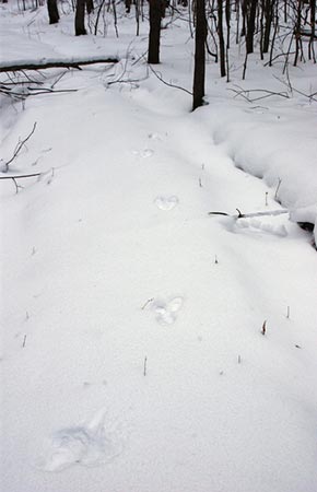 Image of Snowshoe Hare tracks