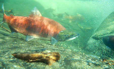 Photo of a Sockeye Salmon