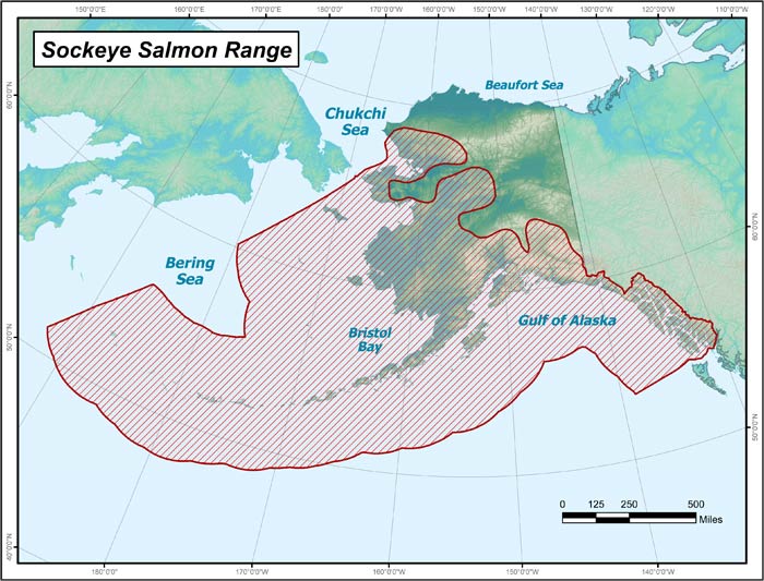Range map of Sockeye Salmon in Alaska