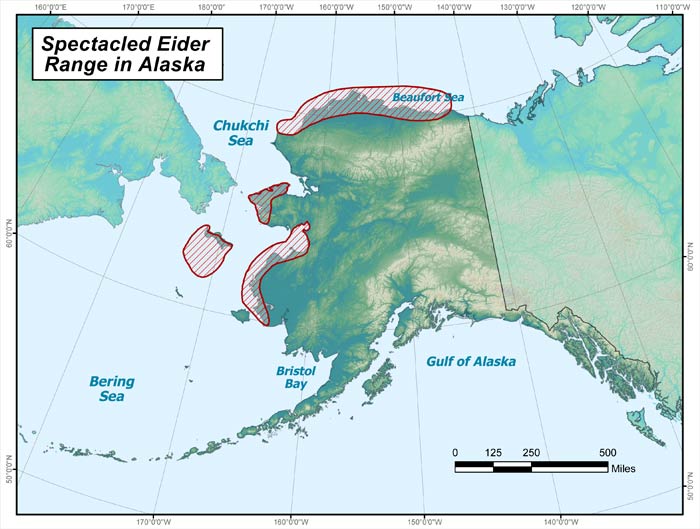 Range map of Spectacled Eider in Alaska