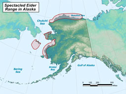 Spectacled Eider range map