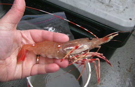 shrimp size classification