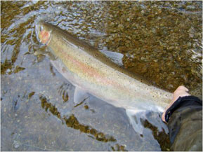 Photo of a Steelhead / Rainbow Trout