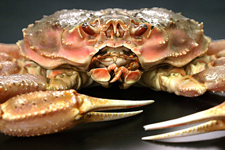 tanner crab alaska opilio bairdi species subsistence adfg fishing gov