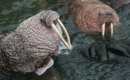 Photo of a Pacific Walrus