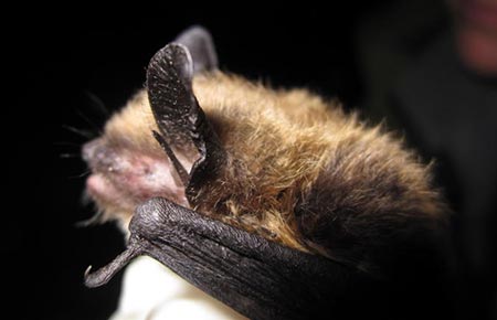 Photo of a Western Long-eared Bat