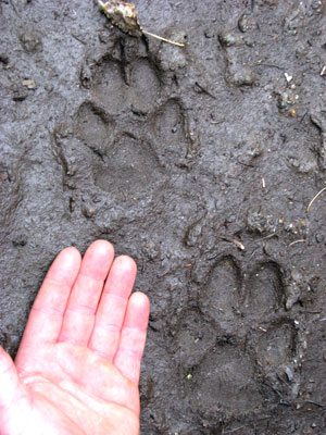 wolf tracks in mud