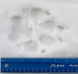 Image of Wolf tracks