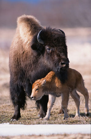 Photo of a Wood Bison