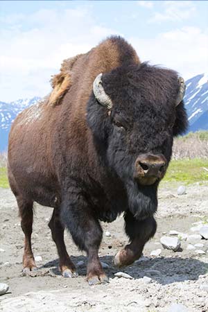 Wood Bison Photo Gallery, Alaska Department of Fish and Game