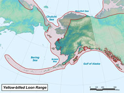Yellow-billed Loon range map