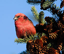 Photo of a red crossbill