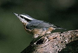 Photo of a red-breasted nuthatch