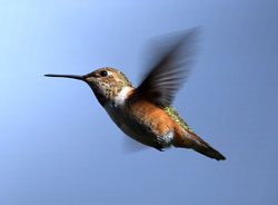 Photo of a rufous hummingbird