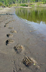 Bear tracks along the beach