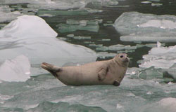 Harbor seal laying on ice